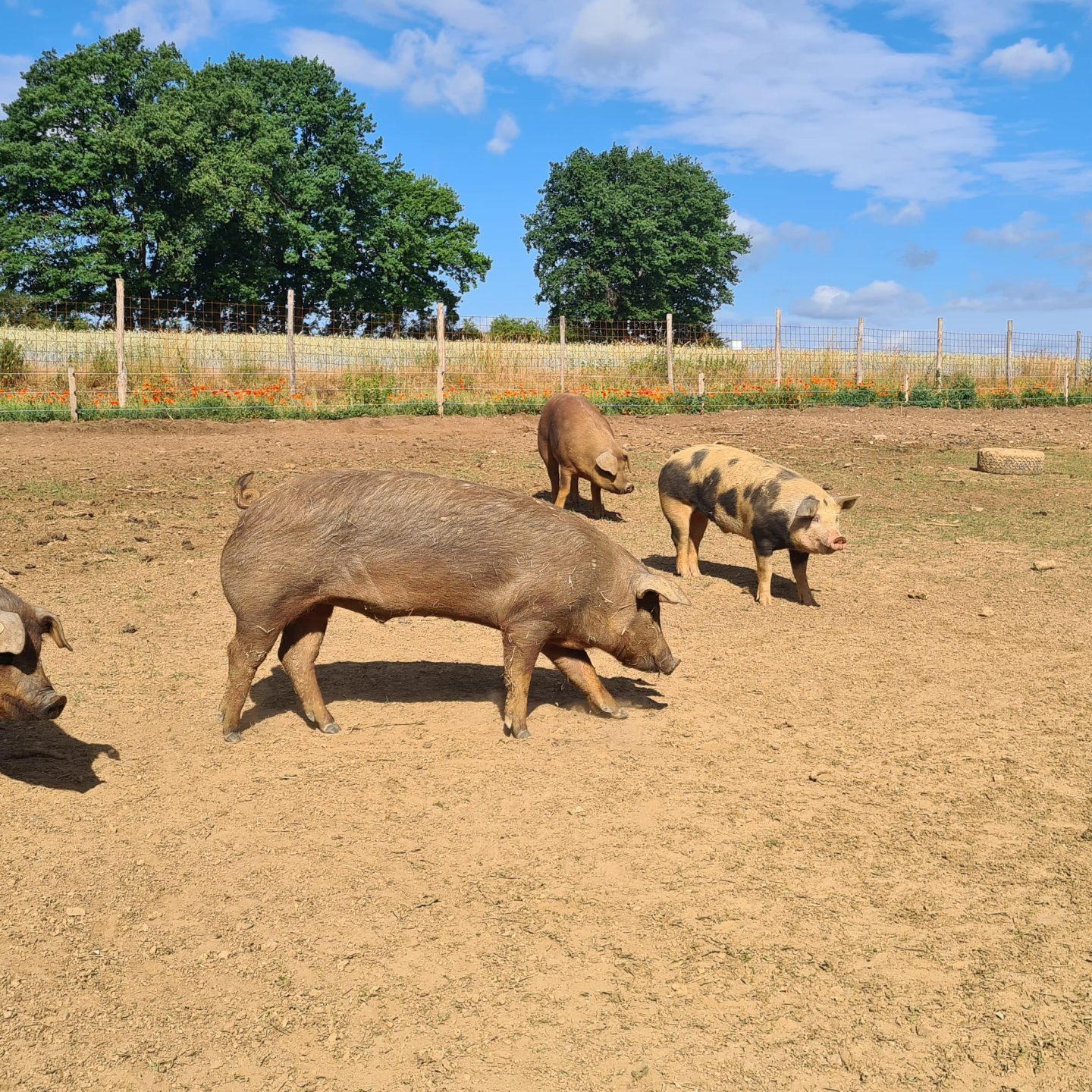 Schweinespaß