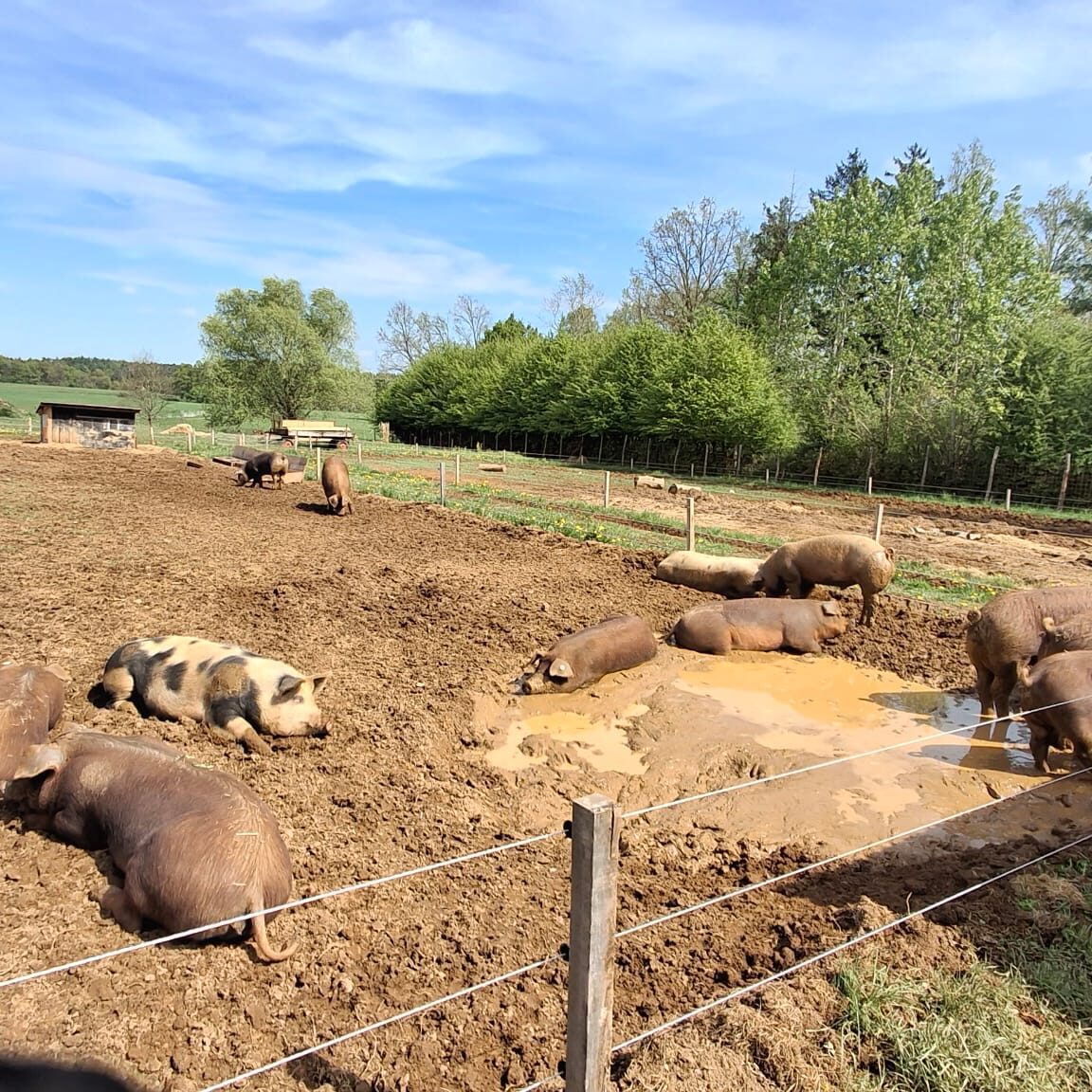 SchweiniSule