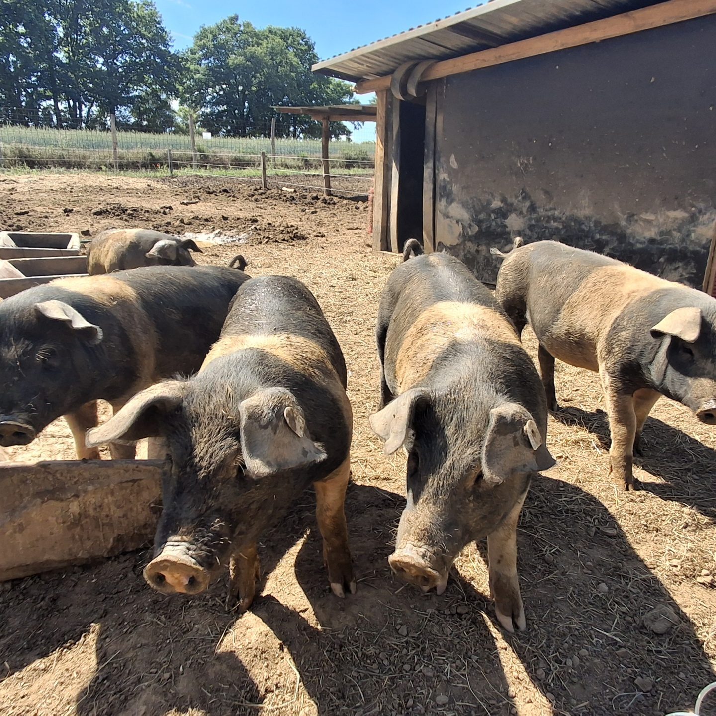 kleine schweine vorm trog 1